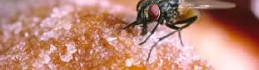 Dedetização em Interlagos 24 HORAS